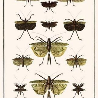 Katydids by Albertus Seba