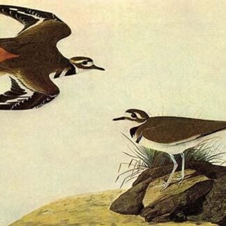 Killdeer by John James Audubon