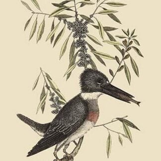 Kingfisher by Mark Catesby