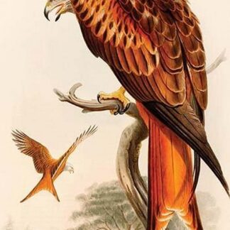 Kite or Glead by John Gould