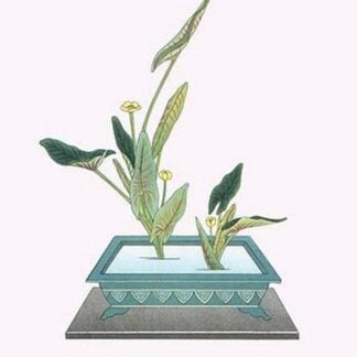 Kohone (Water Lily) in a Sunabachi by Josiah Conder