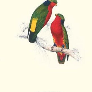 Kuhl's Parakeet - Vini Kuhli by Edward Lear