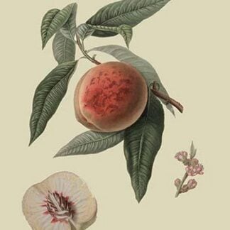 La Bourdine Peach by William Hooker #2