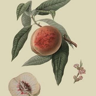 La Bourdine Peach by William Hooker