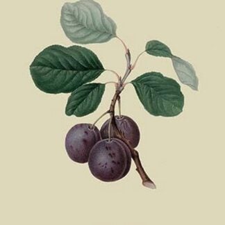 La Royale Plum by William Hooker #2