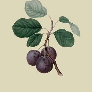 La Royale Plum by William Hooker