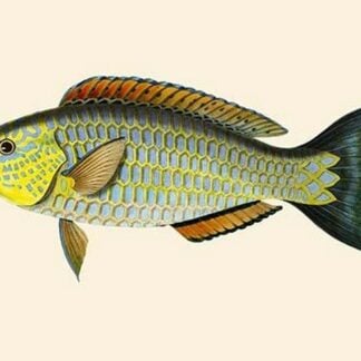 Laboo-Girawah by John Whitchurch Bennett