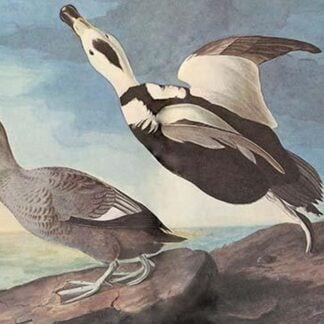 Labrador Duck by John James Audubon