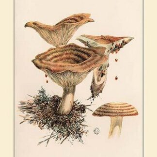 Lactarius Deliciosus by W. Hamilton Gibson