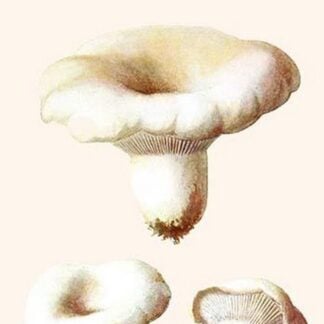 Lacteria Milk Mushrooms By Edmund Michael