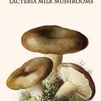 Lacteria Milk Mushrooms By Edmund Michael