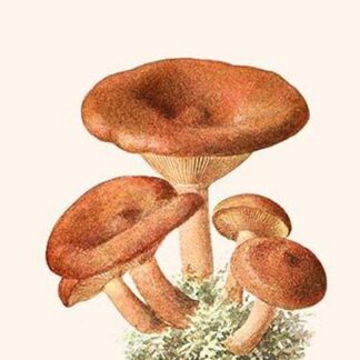 Lacteria Milk Mushrooms By Edmund Michael