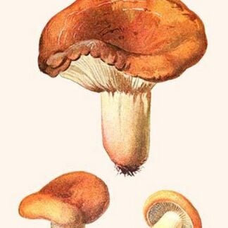 Lacteria Milk Mushrooms By Edmund Michael