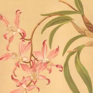 Laelia Autumnalis by H.G. Moon