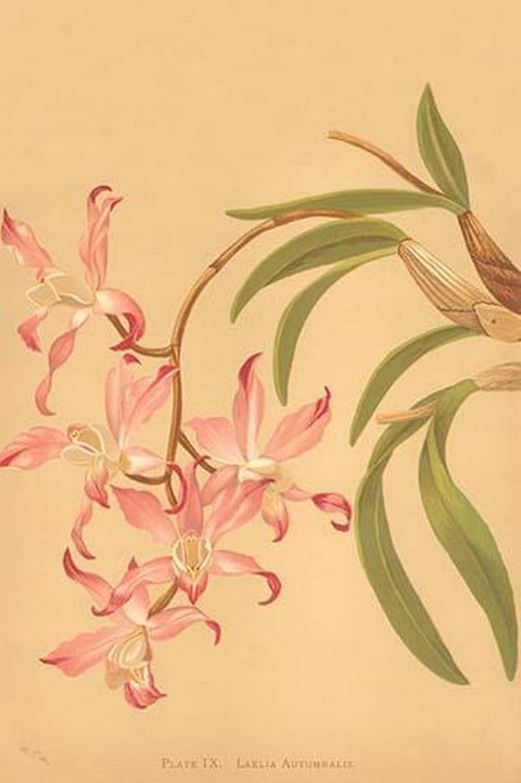 Laelia Autumnalis by H.G. Moon