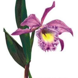 Laelio-Cattleya Empress of Russia by H.G. Moon