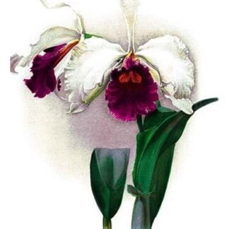 Laelio-Cattleya Rex by H.G. Moon