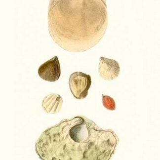 Lamp Shells By John Mawe