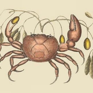 Land Crab by Mark Catesby