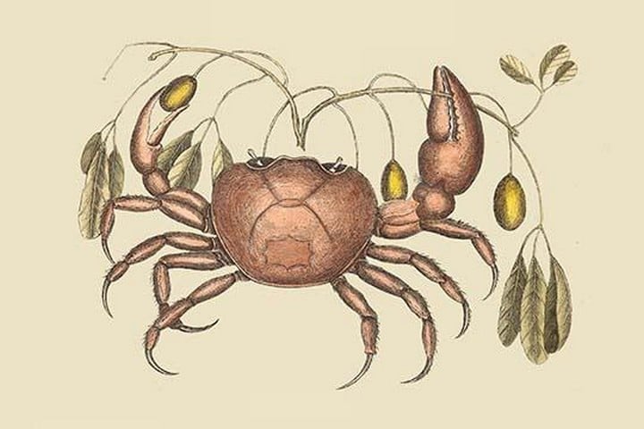 Land Crab by Mark Catesby