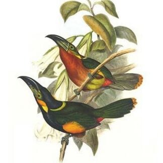 Langsdorf's Toucanet by John Gould