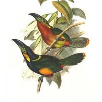 Langsdorf's Toucanet by John Gould