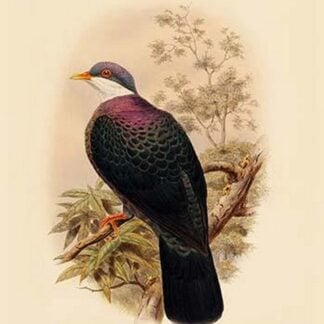 Lanthoenas Albigularis - White-Throated Pigeon by John Gould