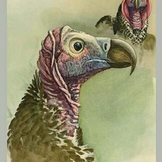 Lappet Faced Vulture by Louis Agassiz Fuertes