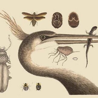 Large Crested Heron by Mark Catesby