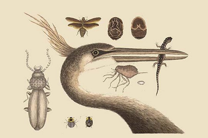 Large Crested Heron by Mark Catesby