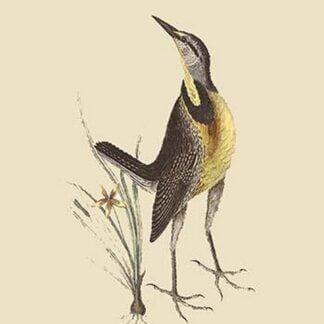 Large Lark by Mark Catesby