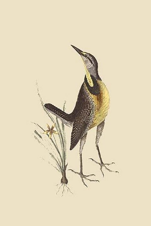 Large Lark by Mark Catesby