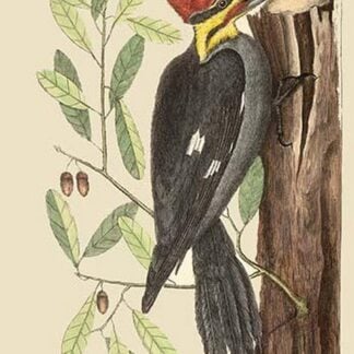 Large Red Crested Woodpecker by Mark Catesby