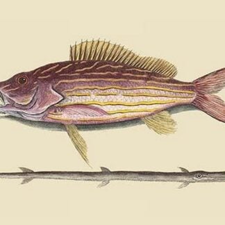 Large Snapper & Tobacco Pipe Fish by Mark Catesby