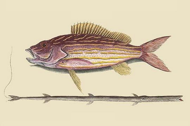 Large Snapper & Tobacco Pipe Fish by Mark Catesby
