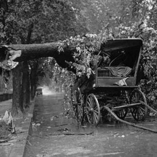 Large Tree Falls and Crushes Horse Drawn Wagon on Road
