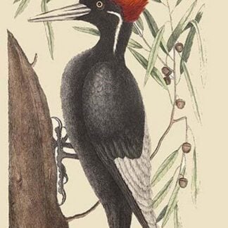 Large White Billed Woodpecker by Mark Catesby
