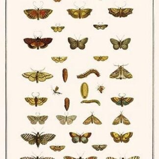 Large Yellow Underwing
