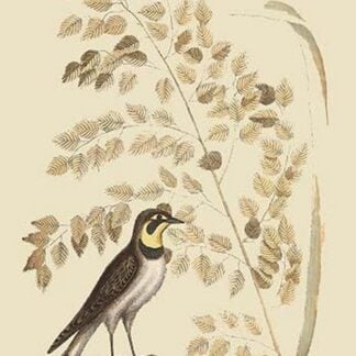 Lark by Mark Catesby