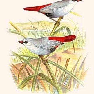 Lavender Finch by Frederick William Frohawk