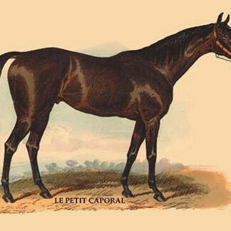 Le Petit Caporal by L. Penicaut