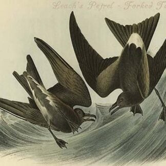 Leach's Petrel - Forked Tail Petrel by John James Audubon