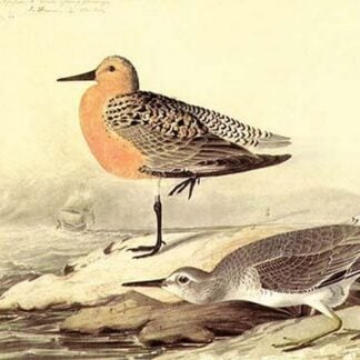 Leach's Petril by John James Audubon