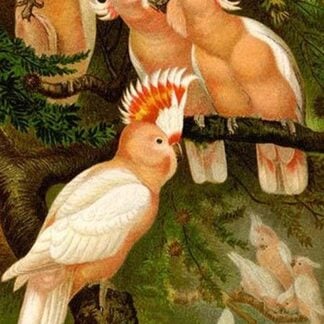 Leadbeater Cockatoo by Friedrich Wilhelm Kuhnert