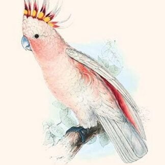 Leadbeater's Cockatoo - Cacatua Leadbeateri by Edward Lear