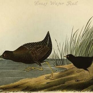 Least Water Rail by John James Audubon