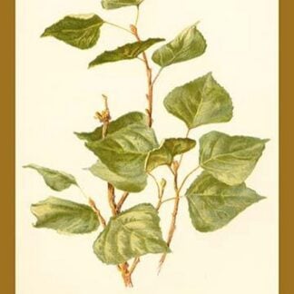 Leaves of The Lombardy Poplar by W.H.J. Boot - Art Print