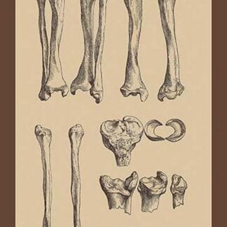 Leg Bones by Andreas Vesalius