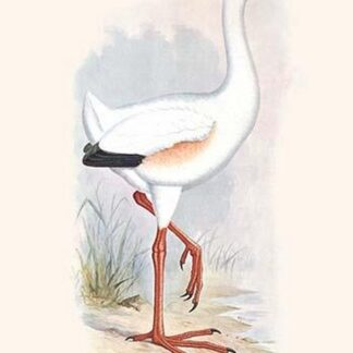 Leguatia Gigantea by Lionel Walter Rothschild