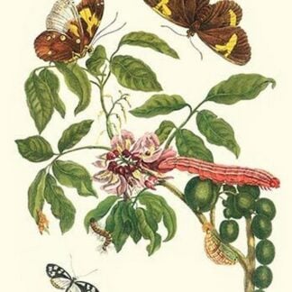 Leguminous Plant with a Sophorae Owl Caterpillar and an Aegle Clearwing Butterfly by Maria Sibylla Merian